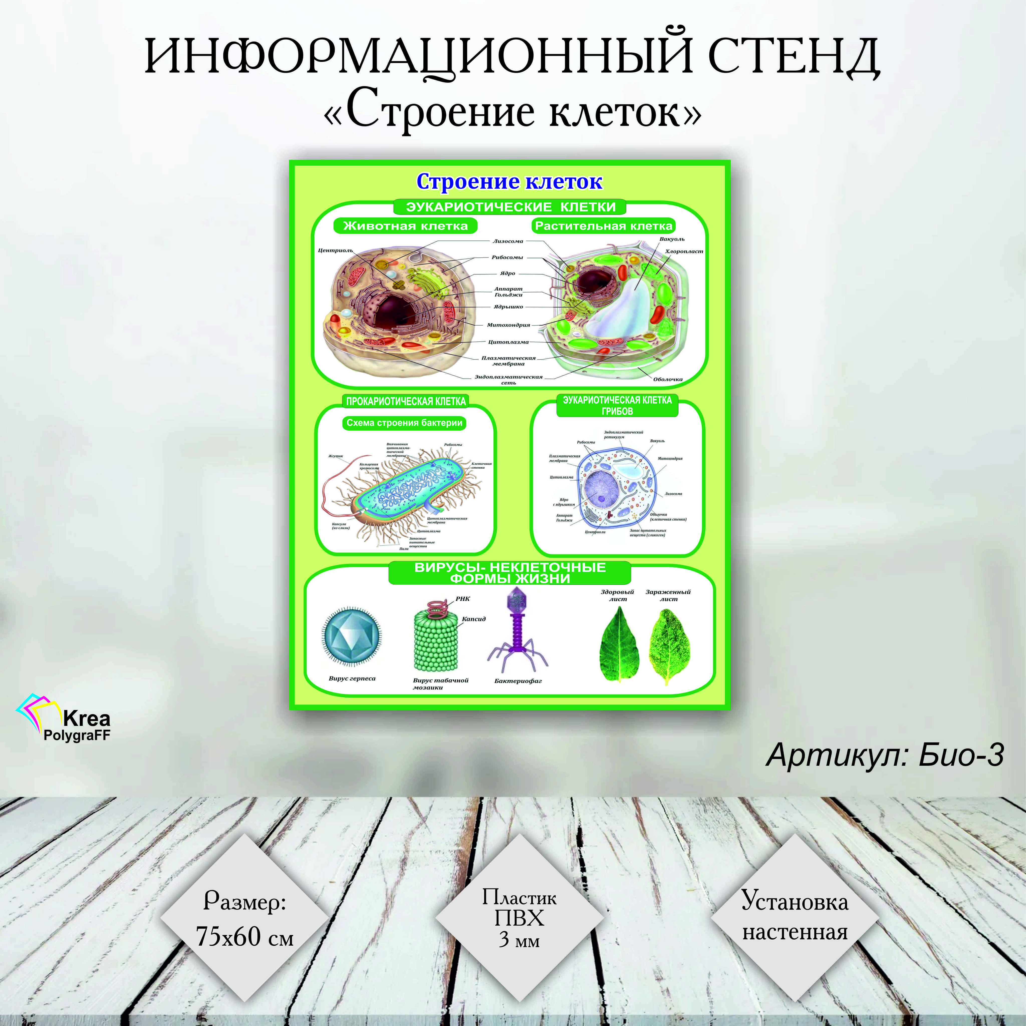 Стенд "Строение клеток " (Био-3) 75х60 см, Информационный стенд по биологии, ЭУКАРИОТИЧЕСКИЕ КЛЕТКИ