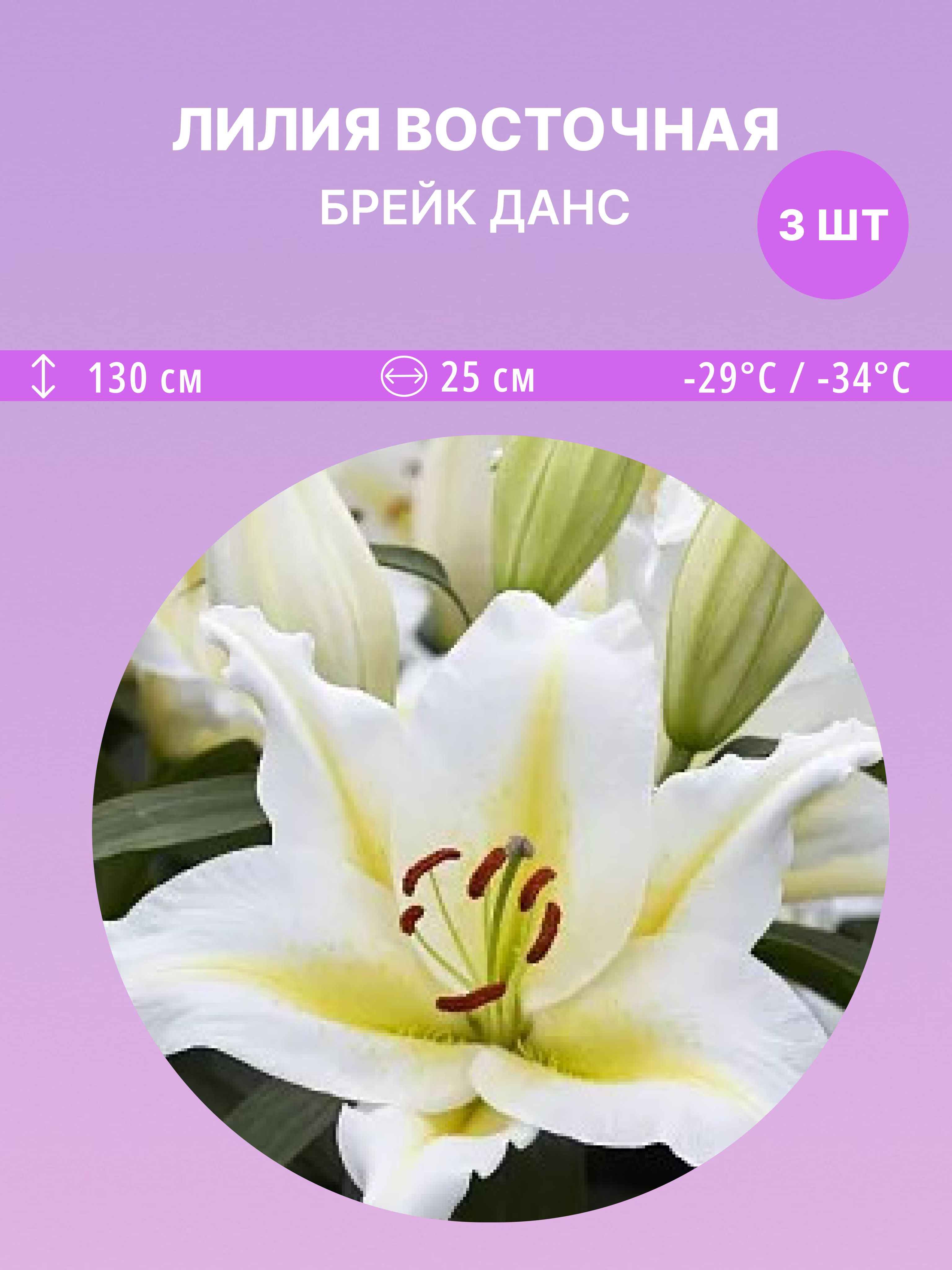 ЛилиявосточнаяБрейкДанс,многолетниецветыдлясадаидачи3луковицы