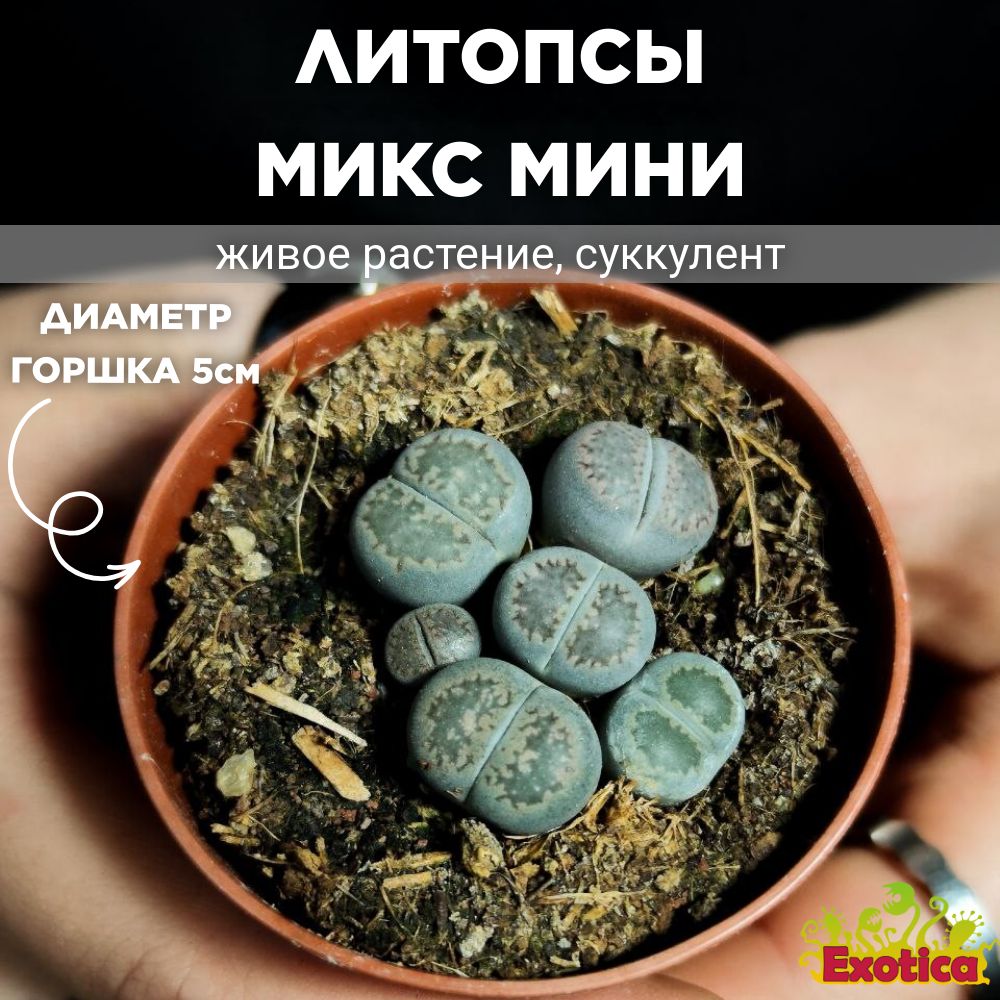 Литопсы Микс Мини (Lithops Mix Mini) D5см