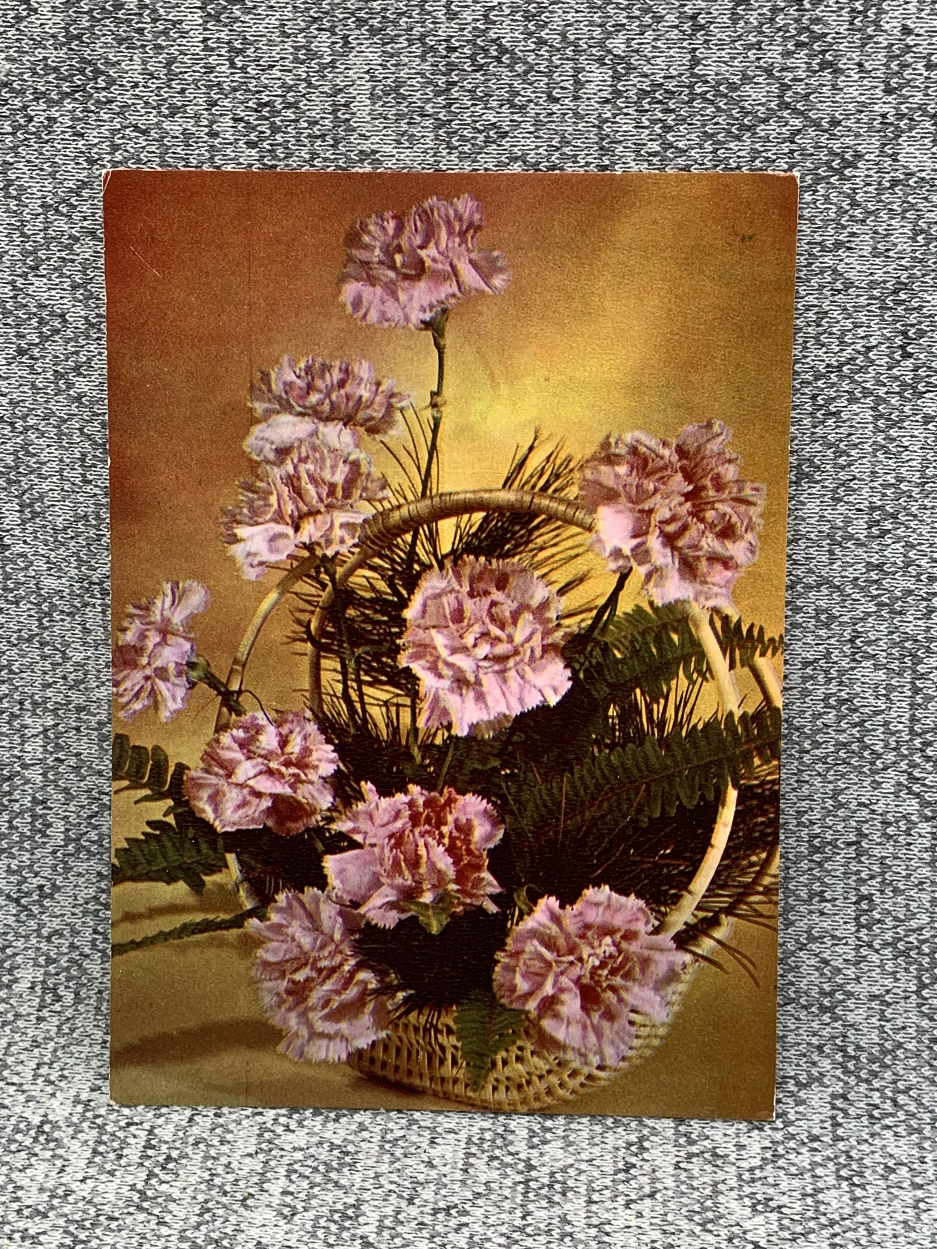 Почтовая открытка СССР - Гвоздики. Фото Б. Круцко. 1976 год