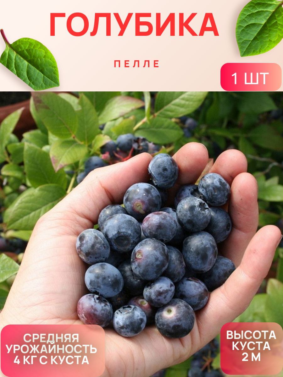 Куст садовой голубики с ягодами