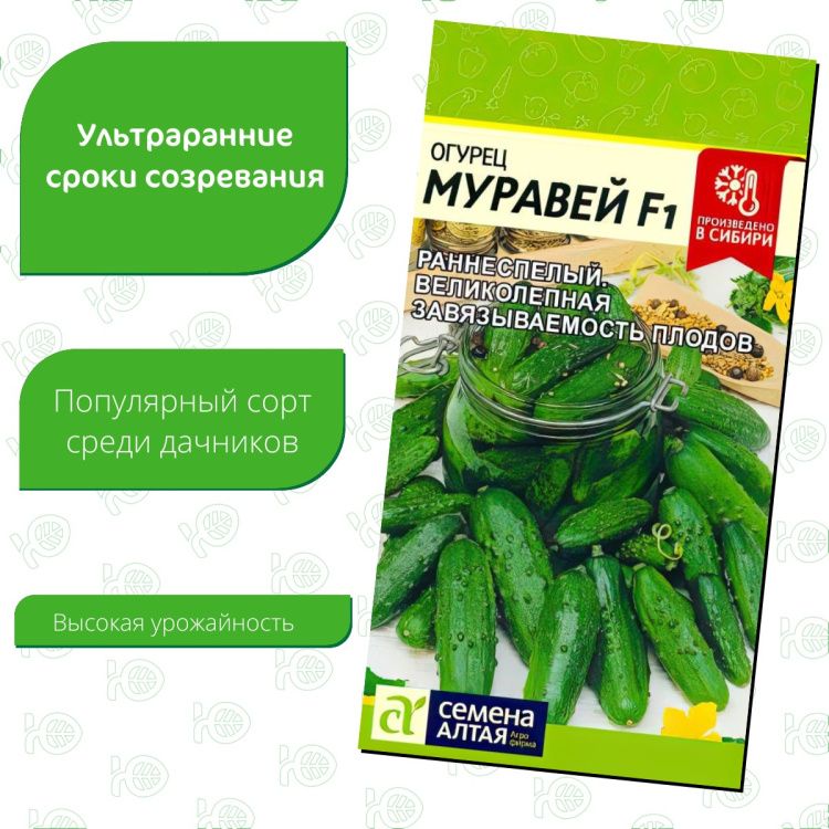 Огурец Муравей F1(图1)