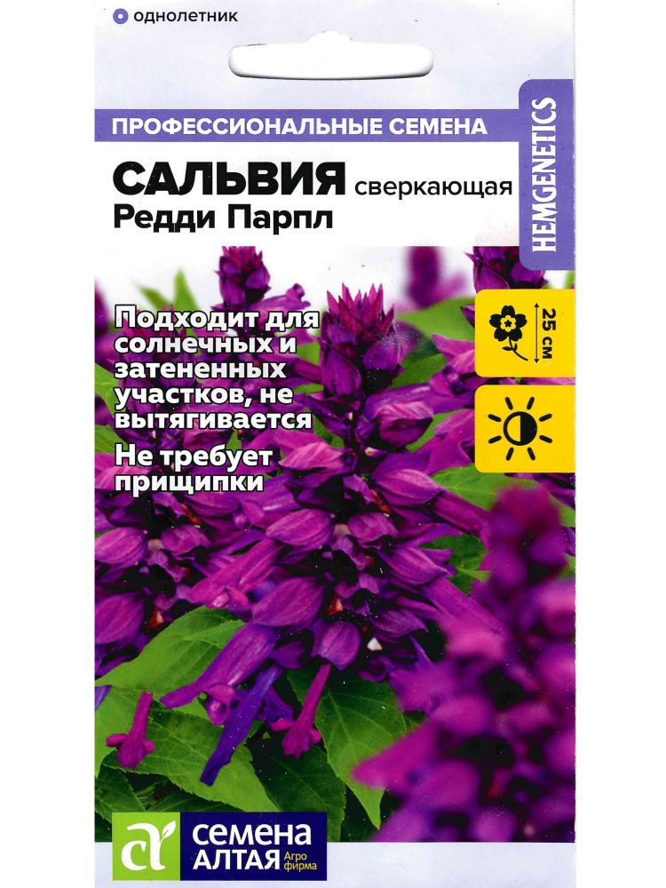 Сальвия Редди Парпл сверкающая(图1)