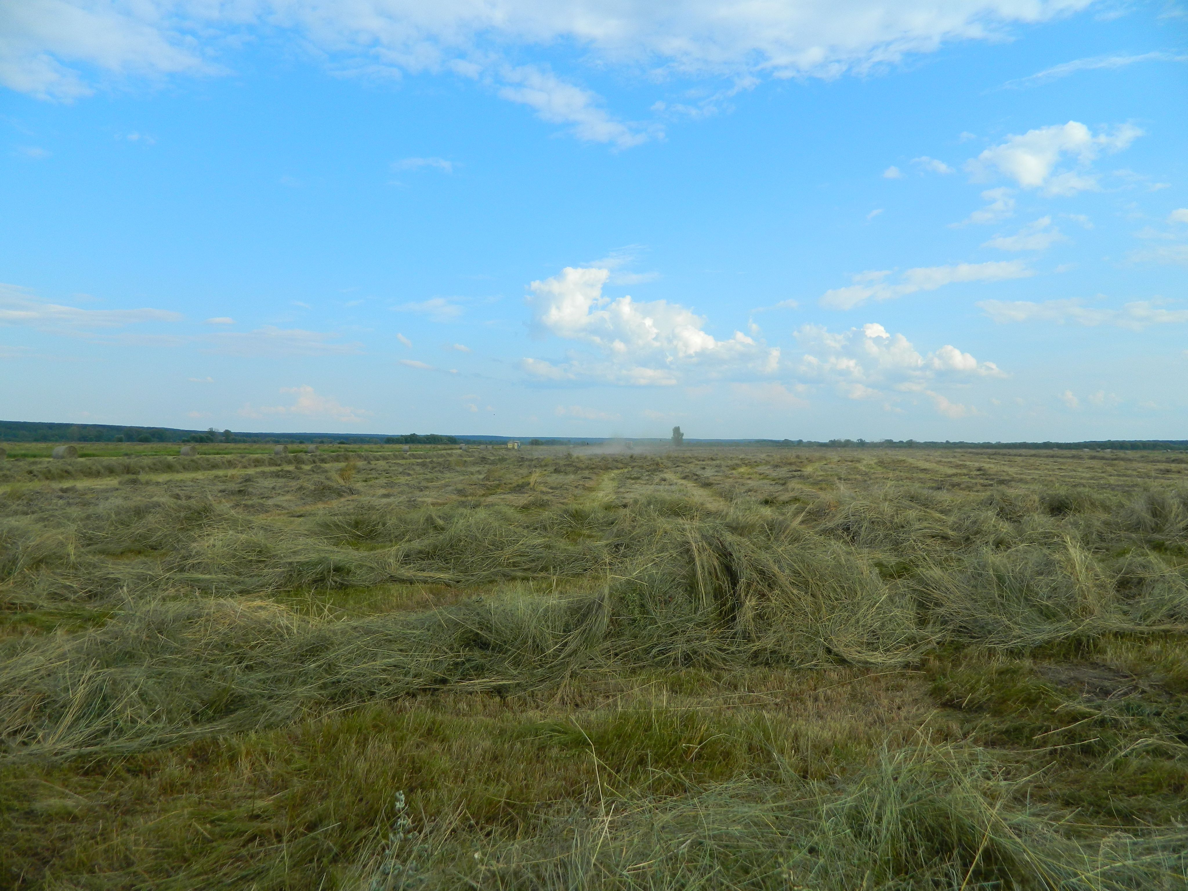 Наполнитель Травяной, Растительный Впитывающий Травяной 1000г.(图1)