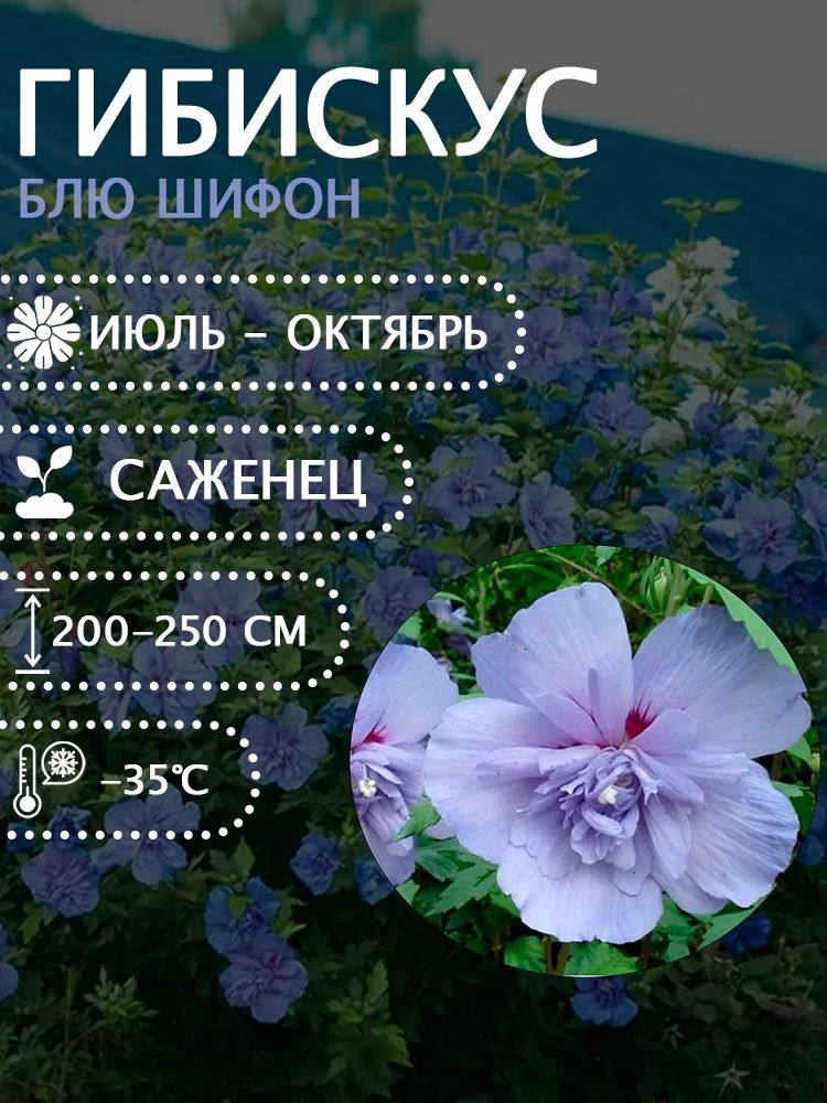 Гибискус сирийский "Блю Шифон" саженец.