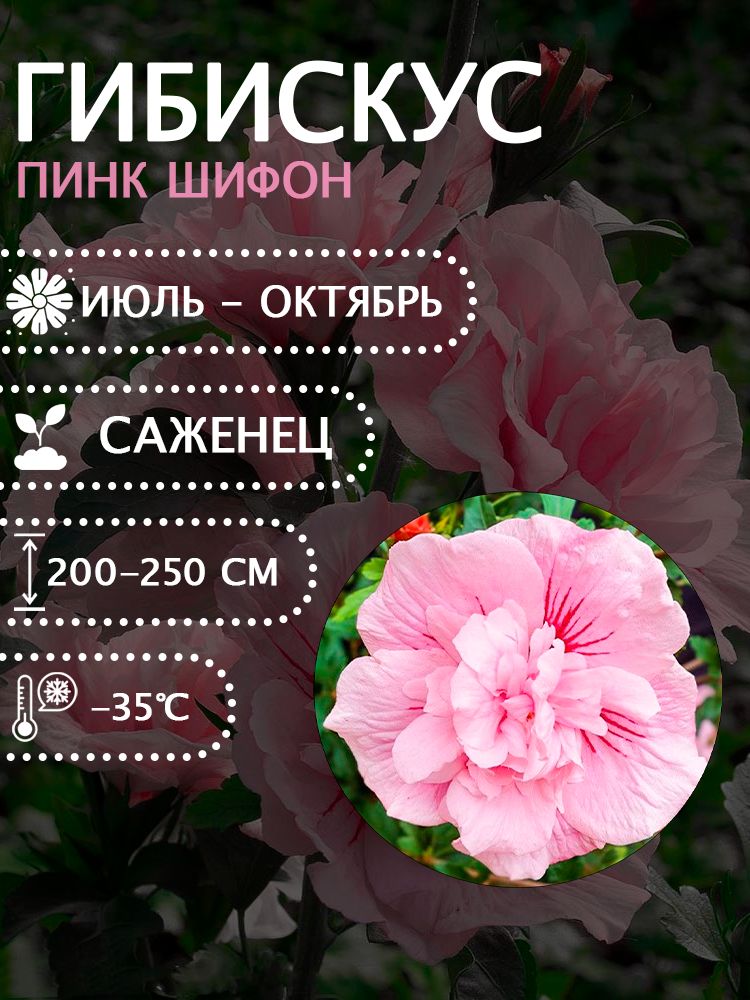 Гибискус сирийский "Пинк шифон" саженец.