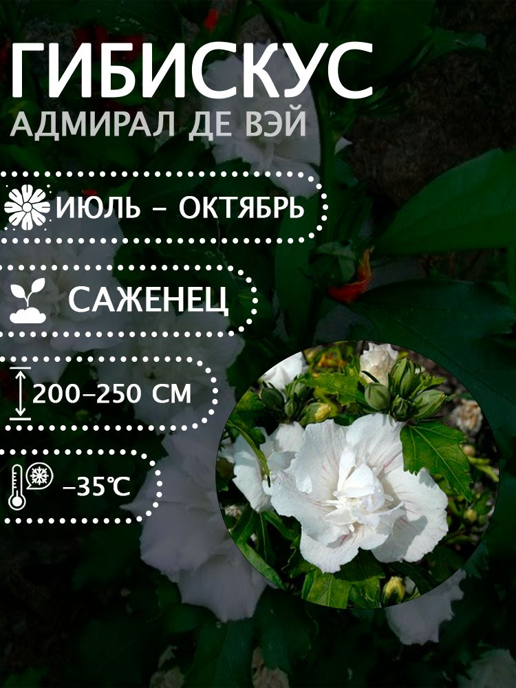Гибискус сирийский "Адмирал де Вэй" саженец.