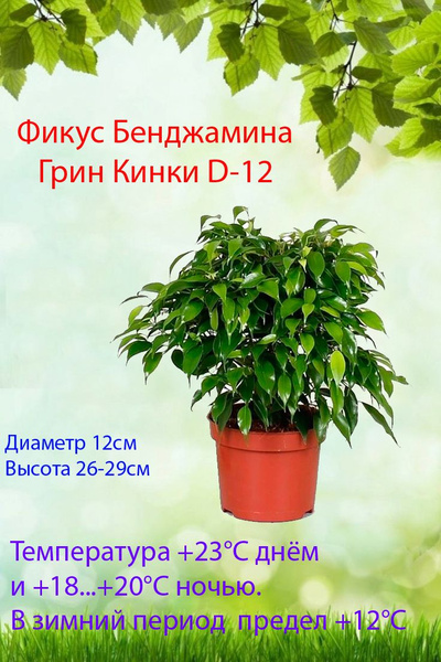 Комнатные растения, цвет Фикус Бенджамина Грин Кинки d-12, 12 см, 1 шт ...