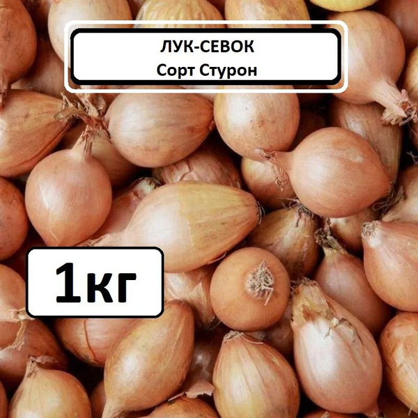 Луковицы Лук севок Лук севок купить по выгодной цене в интернет ...