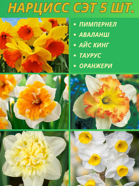 Нарциссы луковицы многолетних цветов купить на OZON по низкой цене ...