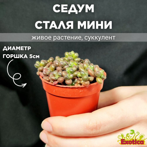 Седум Exotica, 5 дм, 1 шт - купить по выгодной цене в интернет-магазине ...