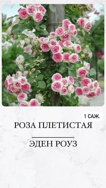 Розы для сада фото и названия Роза, Роза комнатная Роза - купить по выгодным ценам в интернет-магазине OZON (1