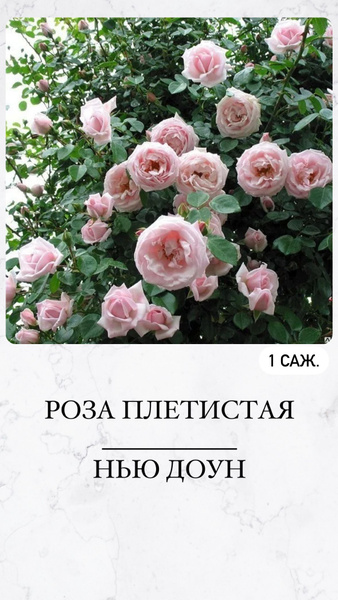Роза, Роза комнатная Роза_ПлетистНьюДоун - купить по выгодным ценам в ...