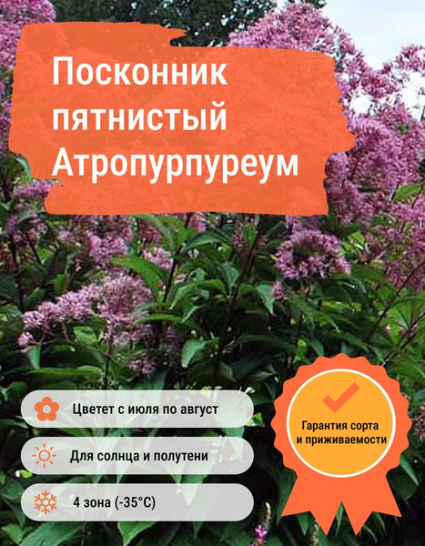 Саженец Посконник пятнистый Атропурпуреум / Закрытая (ЗКС) / 10-20 см ...