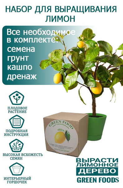 Домашний лимон набор, лимонное дерево Мейера купить на OZON по низкой ...