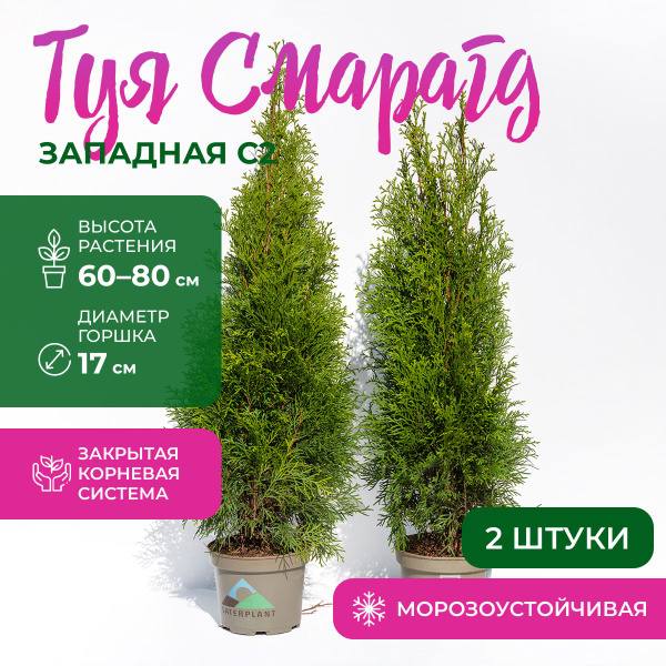 Туя западная Смарагд C2, выс 60-80 см, диаметр горшка 17 см, Комплект ...
