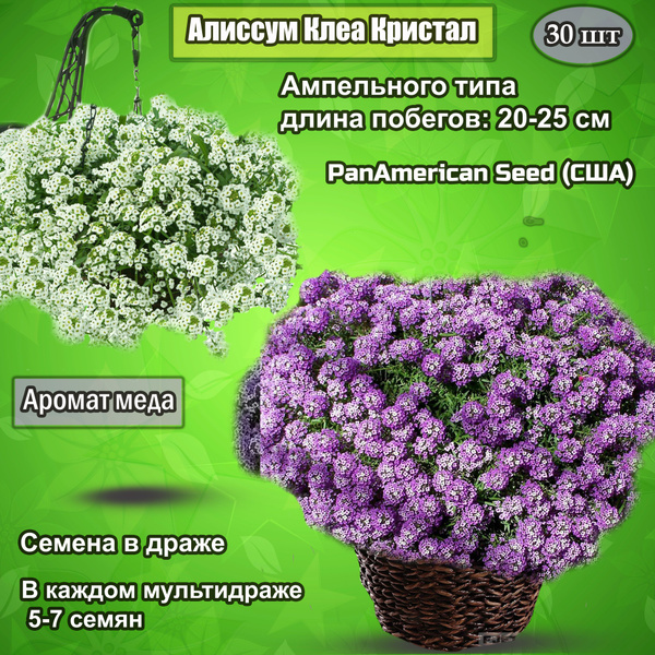 Алиссумы цветы_30 - купить по выгодным ценам в интернет-магазине OZON ...