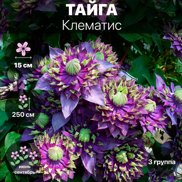 Клубни Клематисы, Клематис COLORLINE купить по выгодной цене в интернет ...