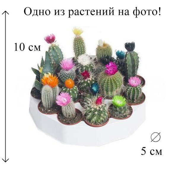 Кактус микс с сухими цветами 5/10 см, 5 дм, 1 шт - купить по выгодной ...