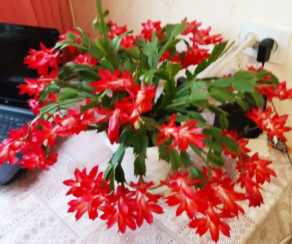 Суккулент красный, 7 дм, 1 шт - купить по выгодной цене в интернет ...
