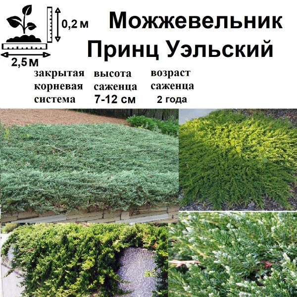 Можжевельник Принц Уэльский - купить с доставкой по выгодным ценам в ...