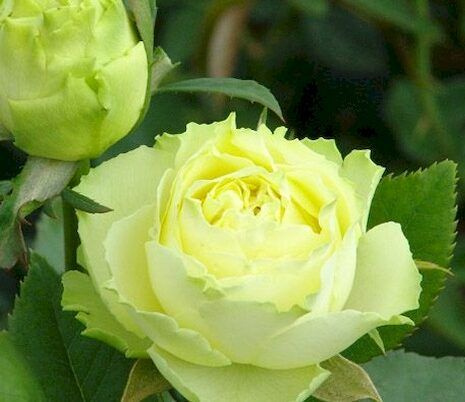 Роза амандина фото и описание отзывы