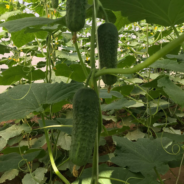 Огурцы alexagro огурцы_1 - купить по выгодным ценам в интернет-магазине ...