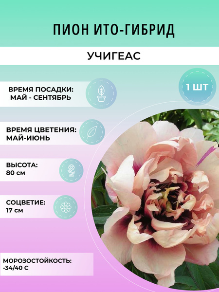 Пионы пионито_Андерсон Калейдоскоп - купить по выгодным ценам в ...