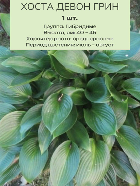 Хосты Хосточка1корешоу_Девон грин - купить по выгодным ценам в интернет ...