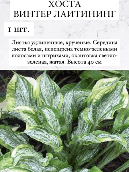 Хосты Хосточкааа - купить по выгодным ценам в интернет-магазине OZON ...