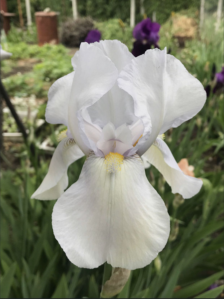 Луковицы Ирисы купить по выгодной цене в интернет-магазине OZON ...