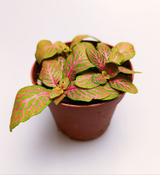 Fittonia sp var 3 (фиттония сп 3) - купить с доставкой по выгодным ...