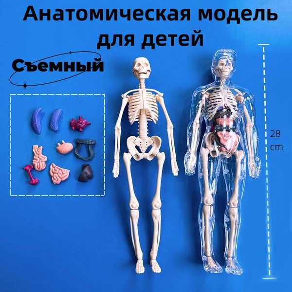 Анатомическая модель для детей "Строение тела человека", с ...