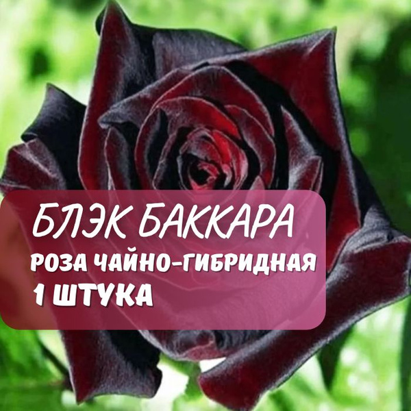 Роза чайно-гибридная Блэк Баккара / саженец розы - купить с доставкой ...