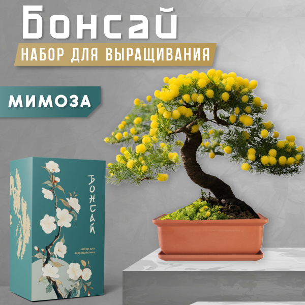 Набор для выращивания Plant Republic, Мимоза, Многолетник купить по ...