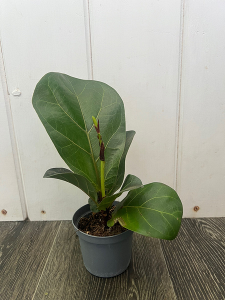 Фикус зеленый, 8 дм, 1 шт - купить по выгодной цене в интернет-магазине ...