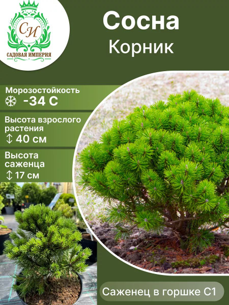 Клубни Сосна Садовая Империя купить по выгодной цене в интернет ...