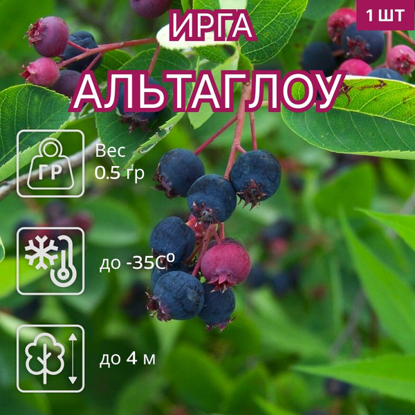 OZON 1571477364 ozon-1571477364