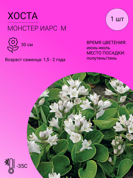 Хосты Хоста 1 шт - купить по выгодным ценам в интернет-магазине OZON ...