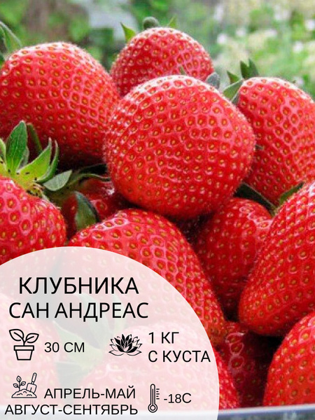 Характеристики Клубника Сан Андреас, саженцы ягодных кустарников ...