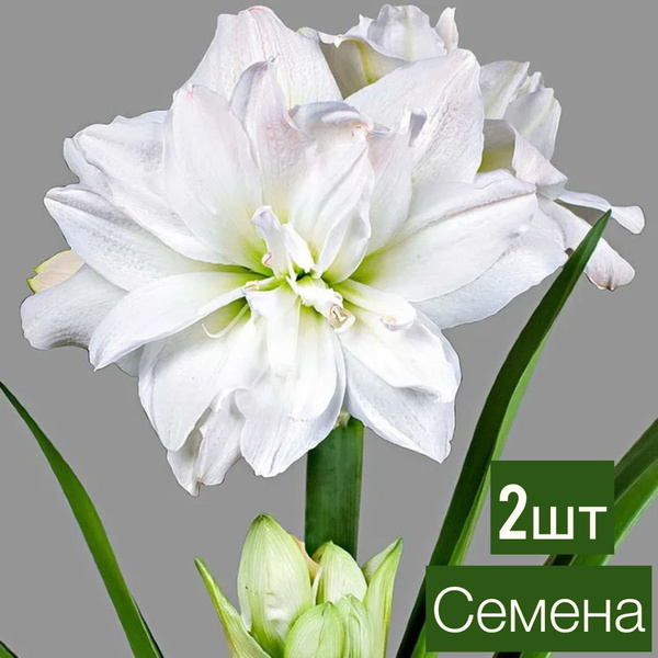 Гиппеаструм White (Белый) СЕМЕНА купить на OZON по низкой цене (1733720140)