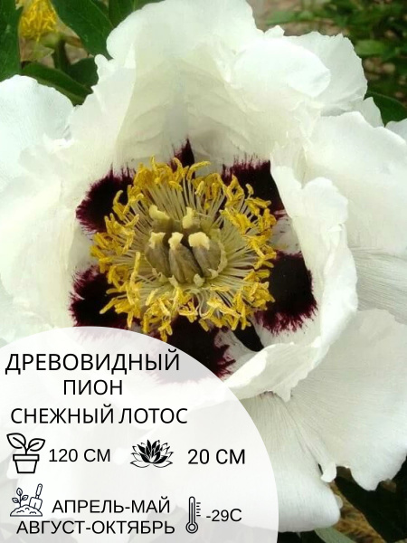Корень пиона древовидный Снежный Лотос, саженец многолетних цветов ...
