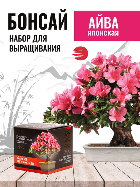 Бонсай набор для выращивания растений Айва японская купить на OZON по ...