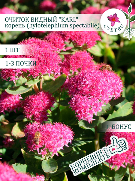 Очиток видный "Karl", корень купить на OZON по низкой цене (1755886954)