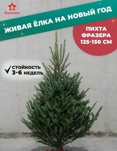 ЁлкиСити Елка живая, 125-150 см купить на OZON по низкой цене (1767385225)