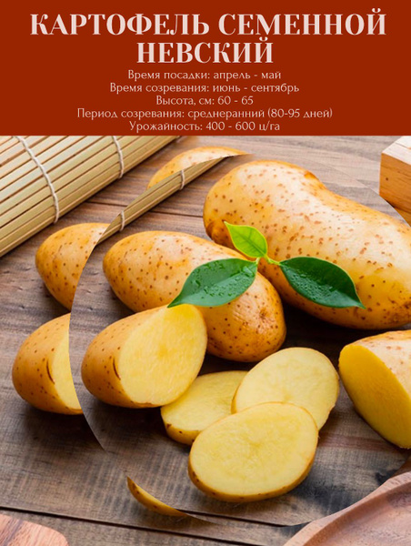Картофель семенной клубни для посадки 3 кг купить на OZON по низкой ...