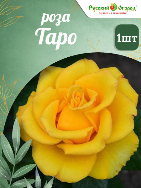 Роза Таро купить на OZON по низкой цене (1862108989)
