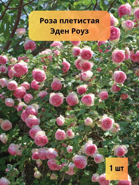 Роза плетистая Эден Роуз саженец купить на OZON по низкой цене (1144641752)