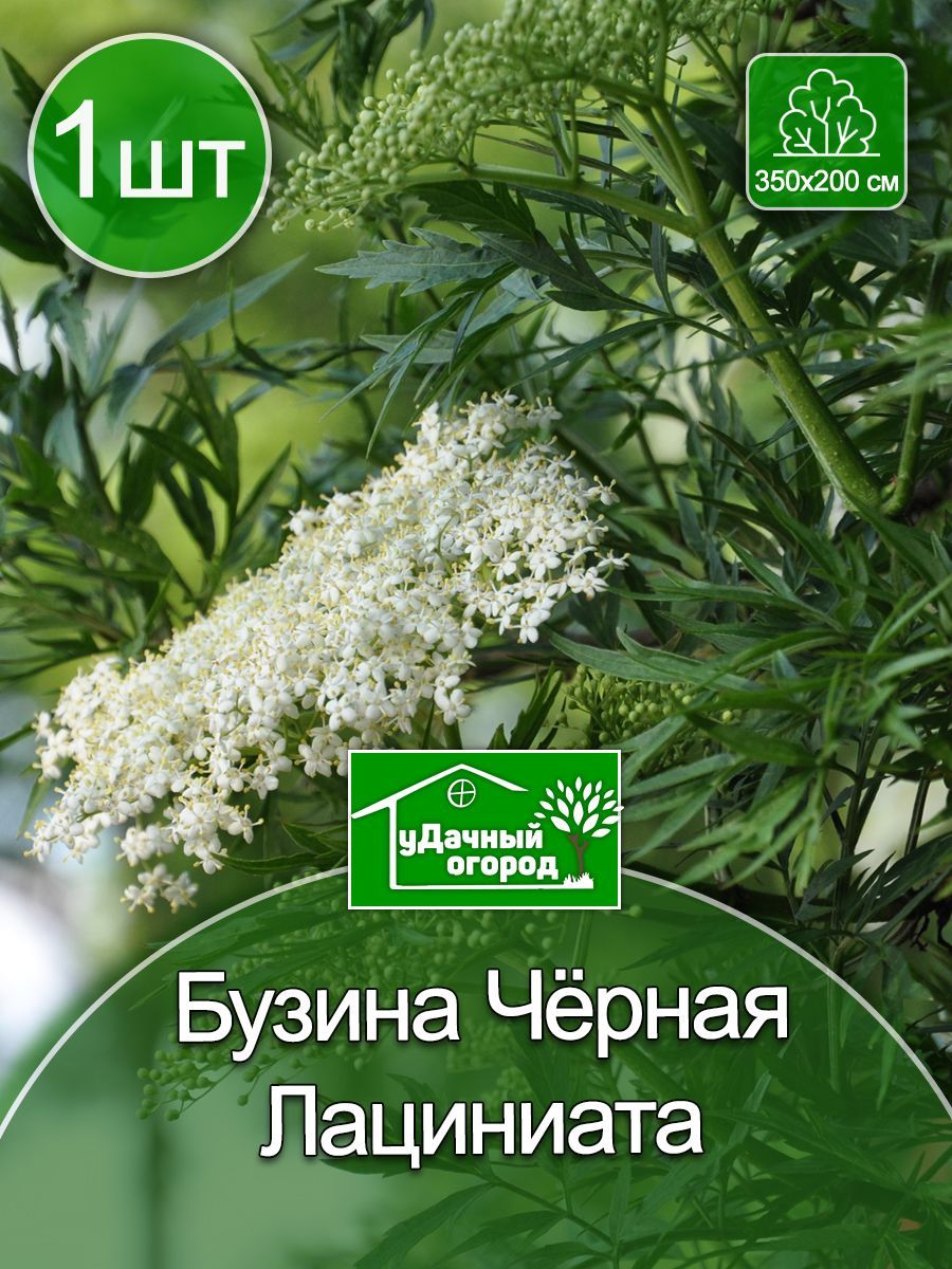 Купить Рассаду Бузины В Спб