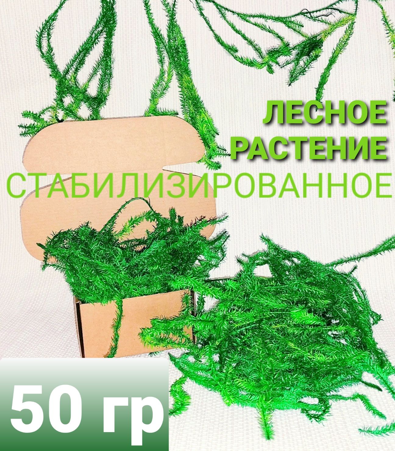 Стабилизированный мох, 50 гр